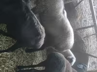 मेढ़ा, Rhon sheep — फ़ोटो 2