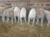 भेड़, Baerchuke sheep — फ़ोटो 1