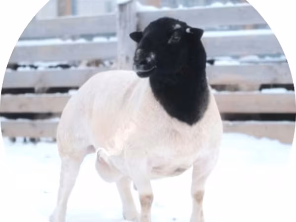 Carnero, Dorper sheep