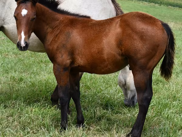 Horse (M), Quarter Horse