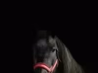 Yegua, Caballos — foto 3