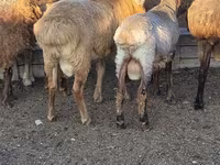 Баран, Бараны — фото 3