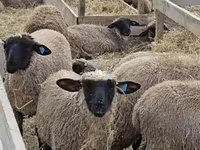 نعجة, Blackheaded Persian sheep — الصورة 3