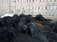 मेढ़ा, Rhon sheep — फ़ोटो 4