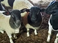 Carnero, Dorper sheep — foto 2