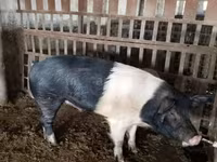 Boar, Белорусская чёрно-пёстрая — photo 3
