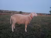 Carnero, Assaf sheep — foto 2