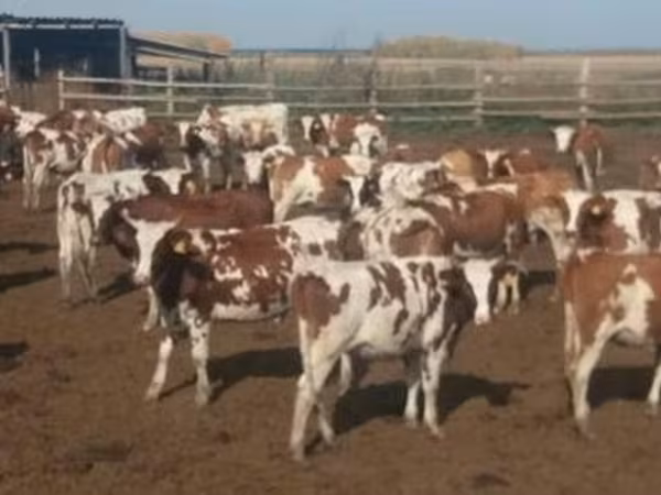 Simmental cattle