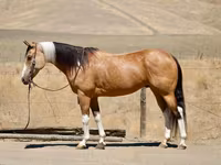 Yegua, Quarter Horse — foto 1