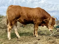 Toro, Vaca Limousin — foto 3
