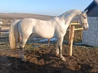 公马, Horses — 照片 1