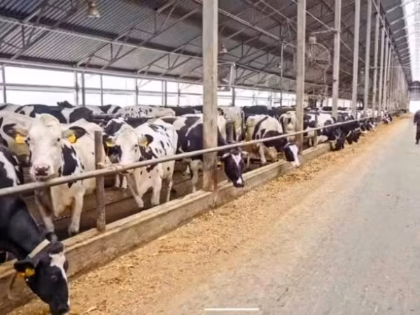 Kuh, Swiss cattle