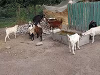 Cabro, Pomellata goat — foto 5