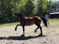 Yegua, Dutch warmblood horse — foto 7