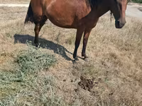 Mare, Horses — photo 2