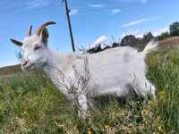 母山羊, Saanen goat — 照片 3