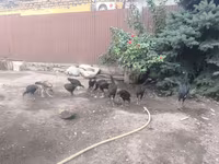 Chickens — الصورة 8