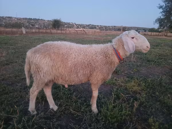 Carnero, Assaf sheep