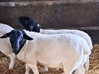Carnero, Dorper sheep — foto 1