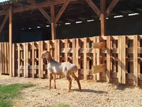 मेढ़ा, Edilbay sheep — फ़ोटो 1