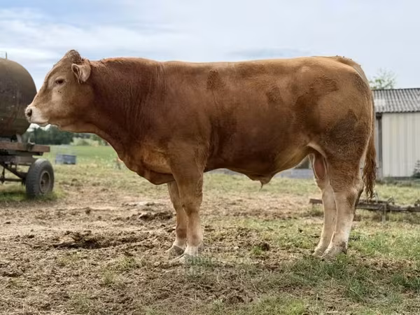 Toro, Vaca Limousin