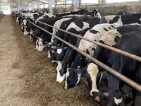 Vaca, Yaroslavl cattle — foto 1
