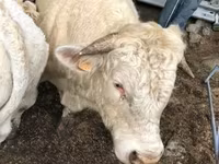Kuh, Aubrac cattle — Foto 3
