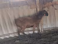 Carnero, Hissar sheep — foto 2