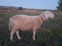 Carnero, Assaf sheep — foto 1