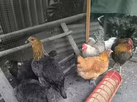 Chickens — الصورة 5