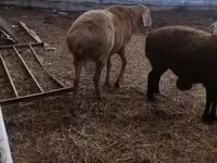 Carnero, Arashan sheep — foto 2