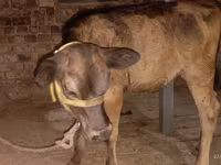 بقرة, Ukrainian Brown Dairy Cattle — الصورة 4