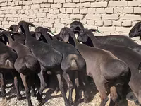 حصان, الخيول — الصورة 1