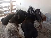 كبش, الأغنام — الصورة 2