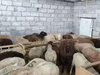 Oveja, Ovejas — foto 8