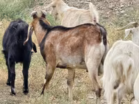 تيس, Nubian Goat — الصورة 2
