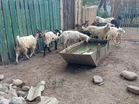 Cabro, Pomellata goat — foto 6