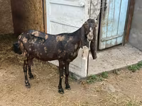 Cabra, Kamori goats — foto 2