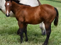 Horse (M), Quarter Horse — photo 1