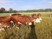 بقرة, Latvian Blue cattle — الصورة 5