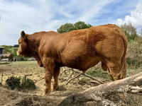 Toro, Vaca Limousin — foto 4