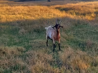 Ziege, Ziegen — Foto 3