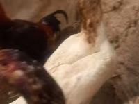 Chickens — photo 6