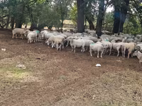 भेड़, Baerchuke sheep — फ़ोटो 4