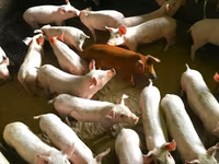 मादा सूअर, सूअर — फ़ोटो 1