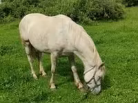 Yegua, Caballos — foto 1