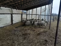 Carnero, Romanov sheep — foto 1