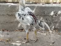 Chickens — الصورة 3