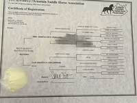 Yegua, Rocky Mountain Horse — foto 5