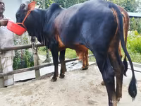 Vaca, Ganado vacuno — foto 2